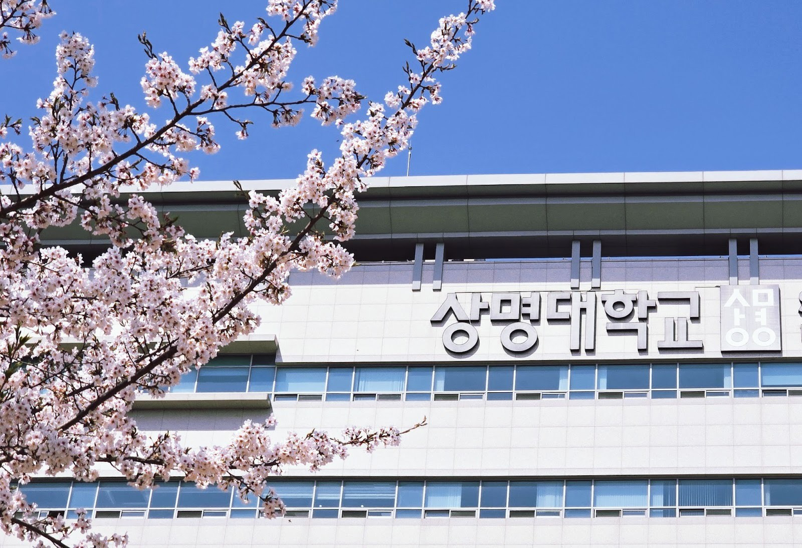 교내 개화존을 찾아라